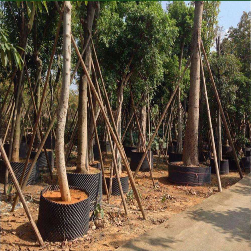 Grow Container Garden Tree Bon - Bonsai Garden Tree のレビューと価格